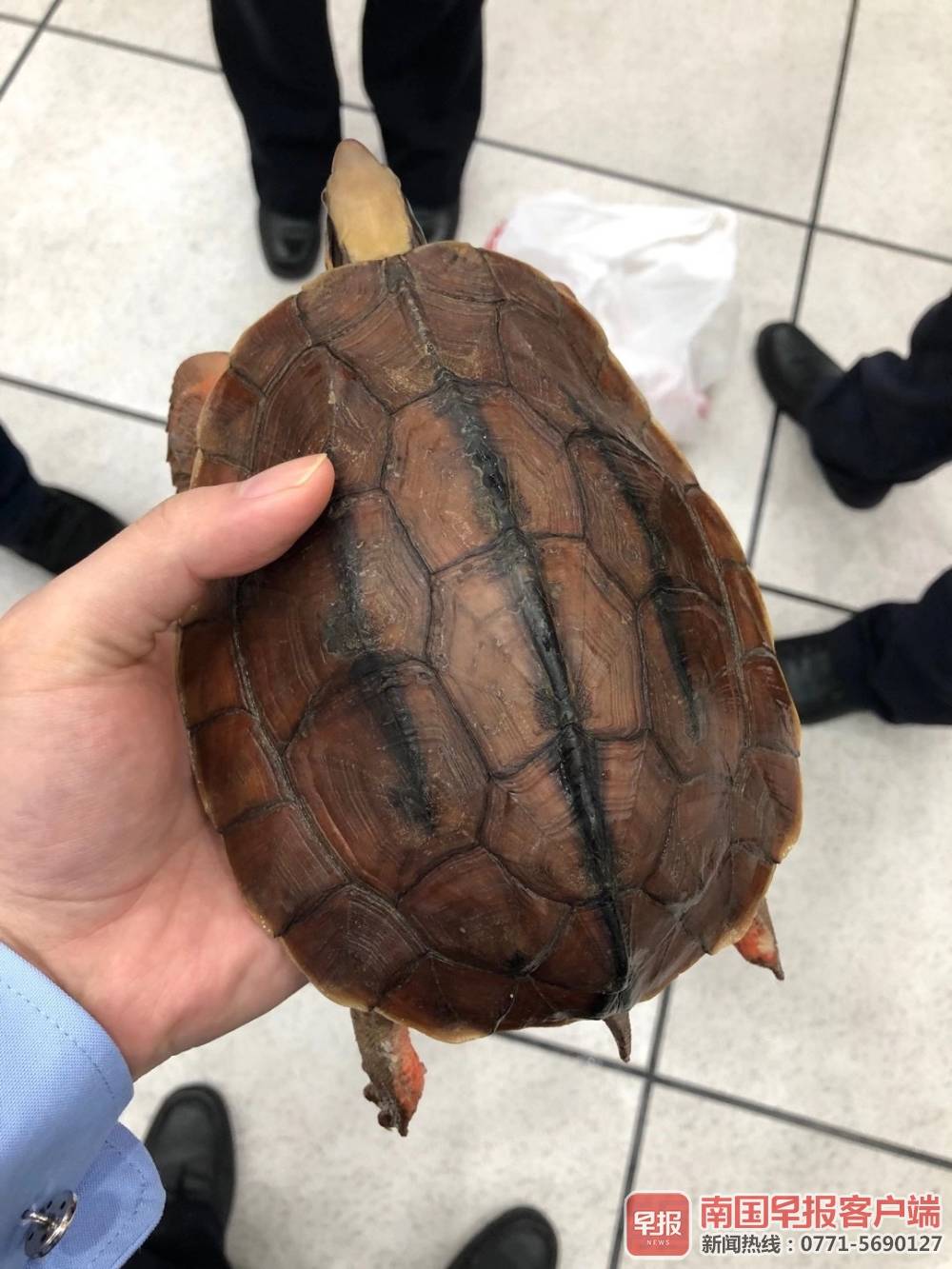 金钱龟的图片 金钱龟图片大全大图-大连号