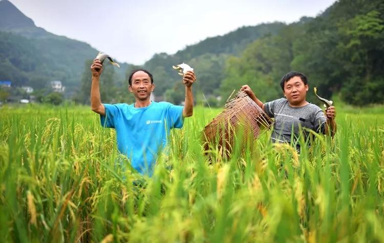 粗放卖家、硬核通货！山东这个村全村直播卖拖拉机