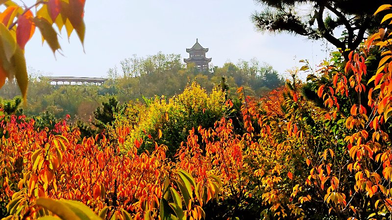 顺成视界｜秋日的青岛象耳山公园开挂了