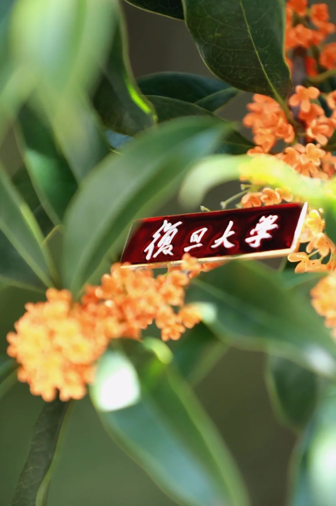 复旦大学壁纸「复旦大学壁纸 锁屏」