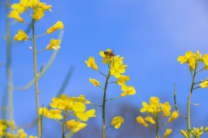 油菜花图片 油菜花图片真实照片