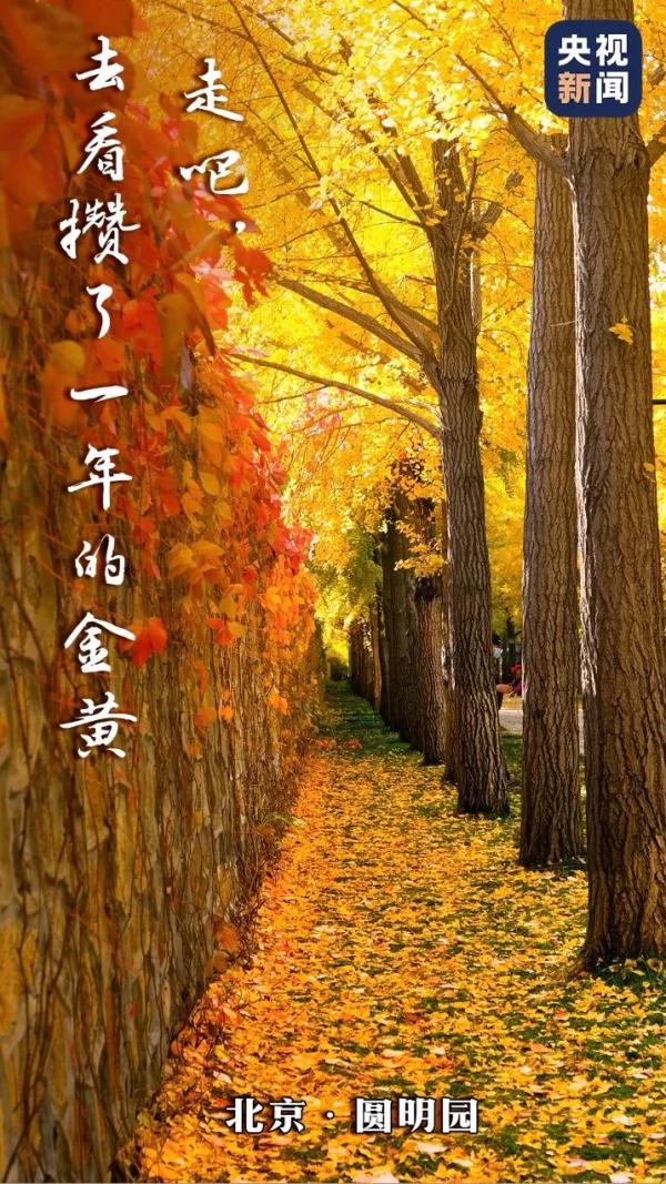 留住秋韵，这拨操作让人极度舒适→