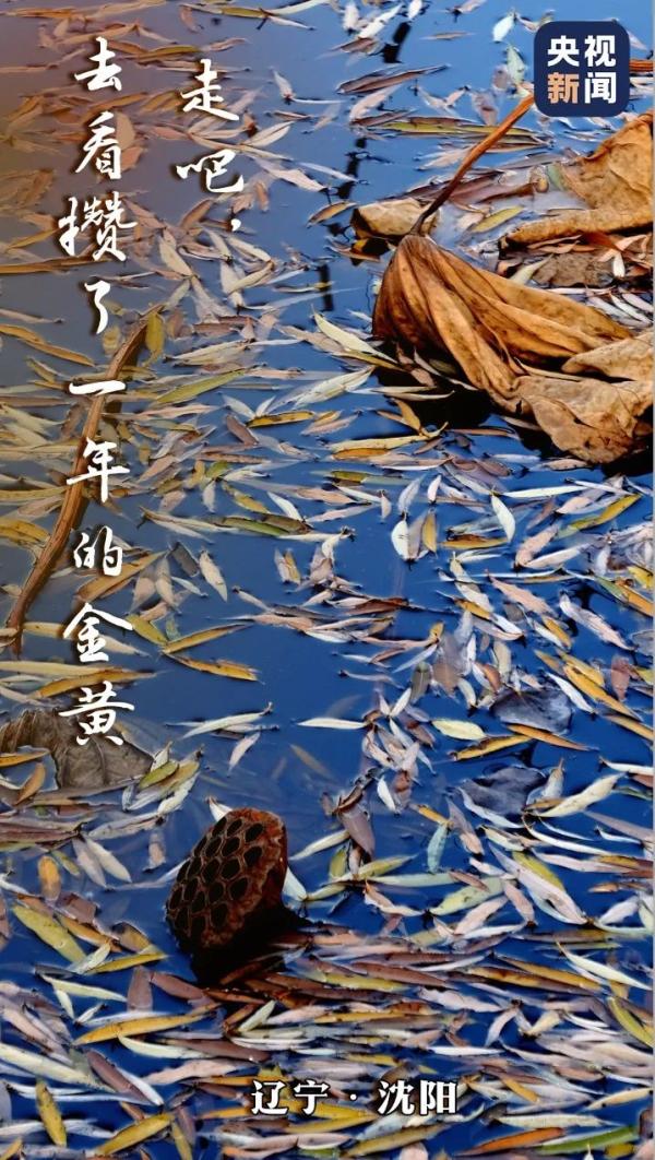 留住秋韵，这拨操作让人极度舒适→