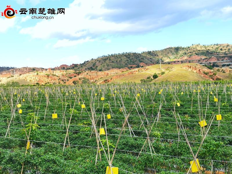 元谋县平田乡红红小米辣 火火大市场