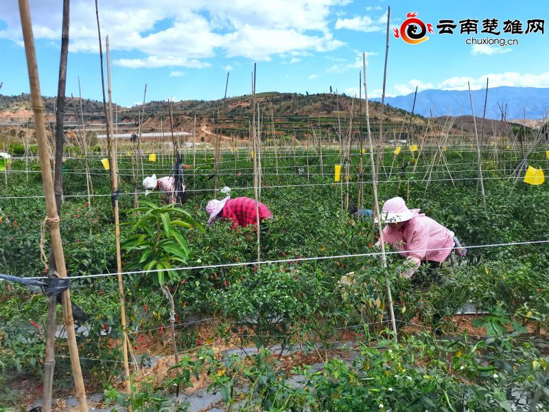 元谋县平田乡红红小米辣 火火大市场