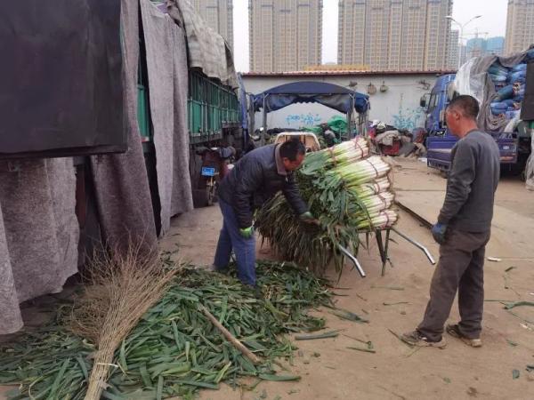 “葱”忙涨价，太原大葱批发零售双涨，一根大葱一元多