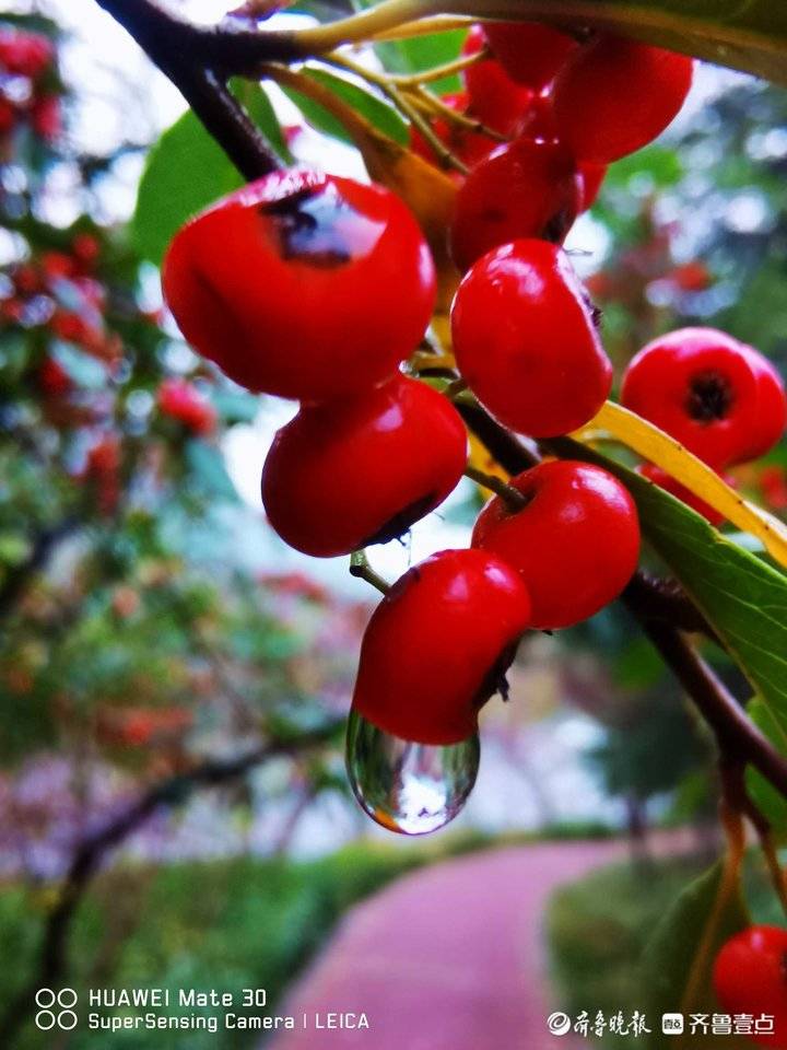 小葡萄圖片,