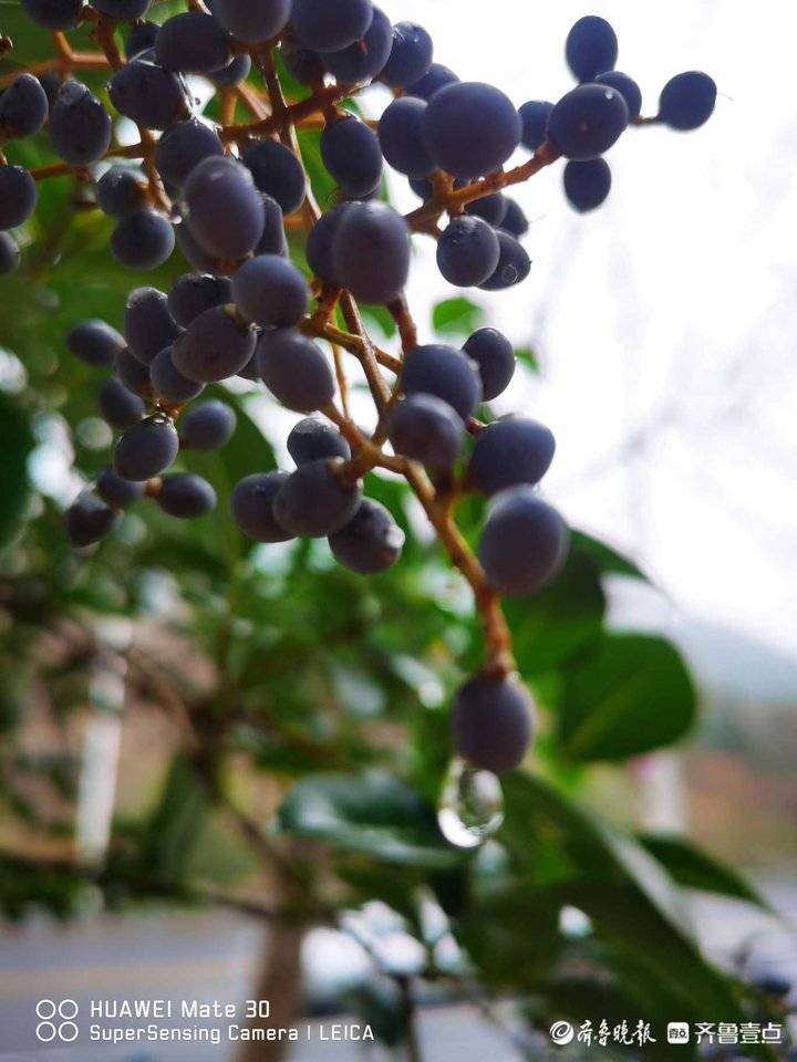 小葡萄圖片,