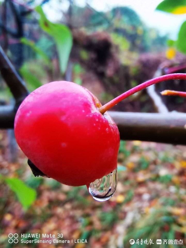 小葡萄圖片,