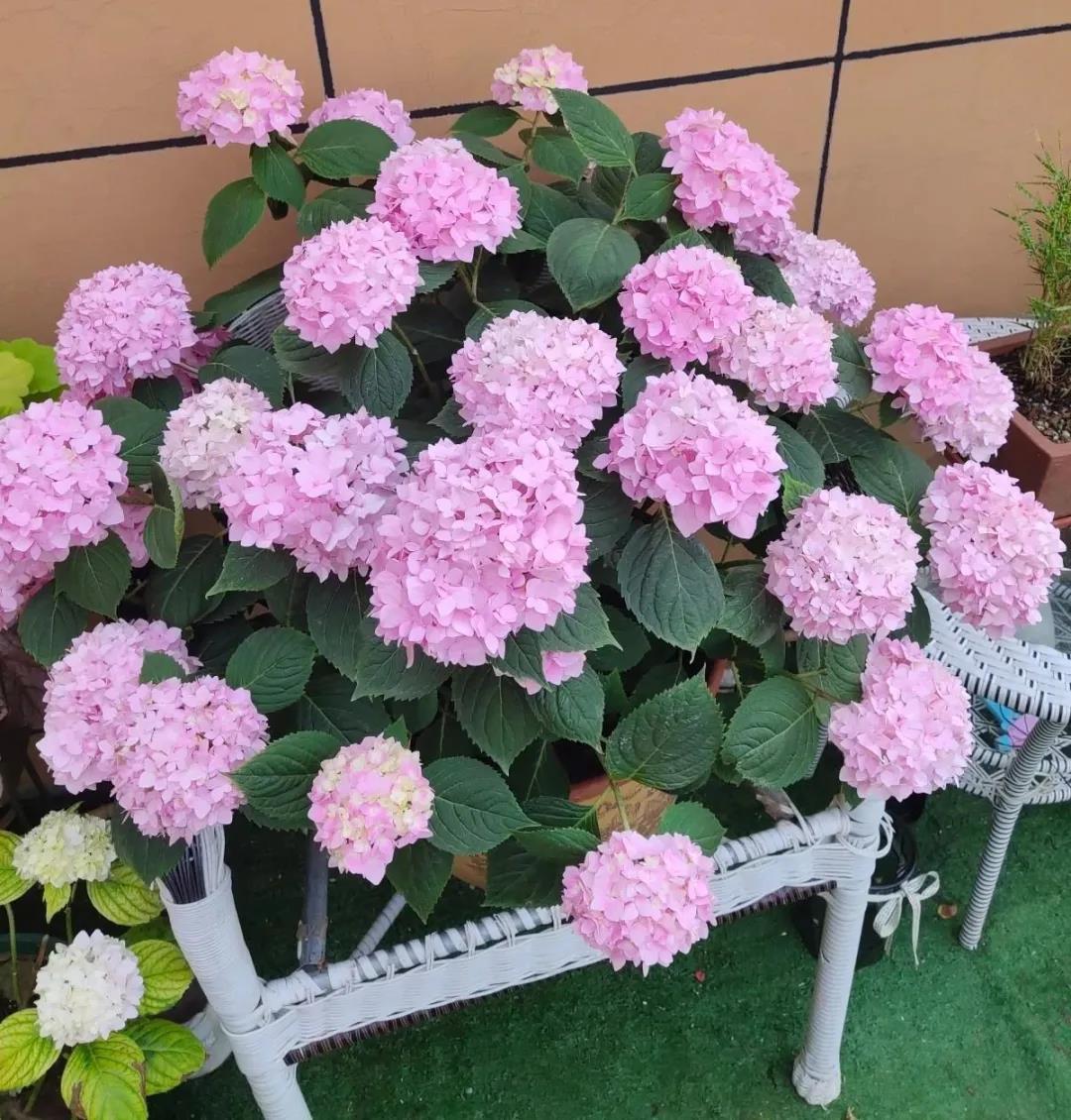 它的花量大,花期长,花球漂亮,是花园庭院必备的花卉植物