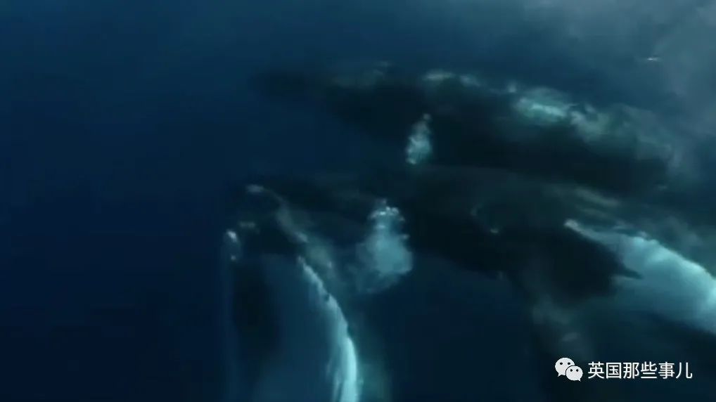 一百年前人类和虎鲸合作捕猎，形成自然契约。然而人类反悔了