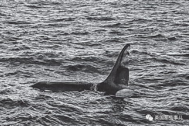一百年前人类和虎鲸合作捕猎，形成自然契约。然而人类反悔了