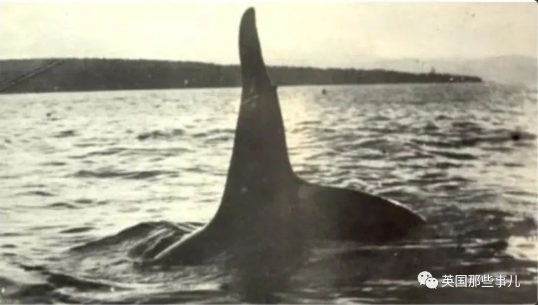 一百年前人类和虎鲸合作捕猎，形成自然契约。然而人类反悔了