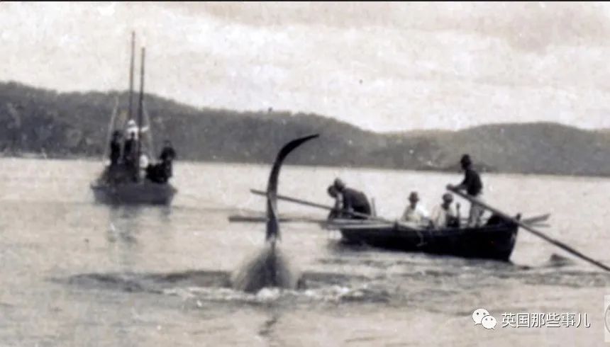 一百年前人类和虎鲸合作捕猎，形成自然契约。然而人类反悔了