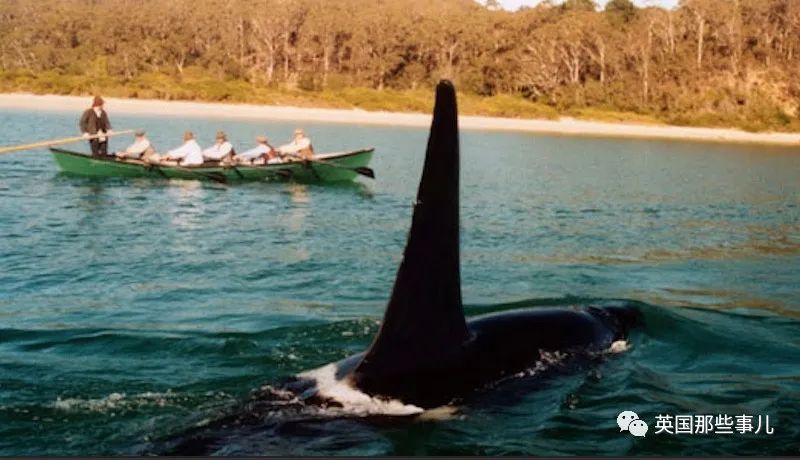 一百年前人类和虎鲸合作捕猎，形成自然契约。然而人类反悔了