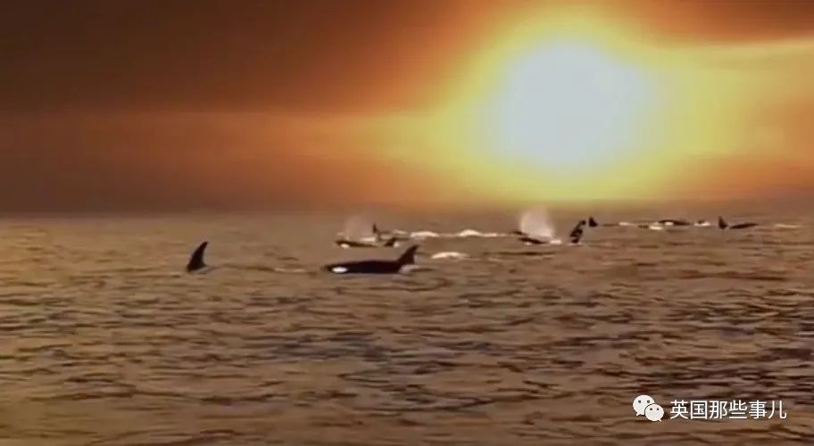 一百年前人类和虎鲸合作捕猎，形成自然契约。然而人类反悔了