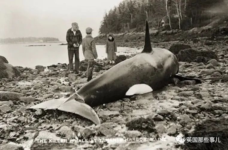 一百年前人类和虎鲸合作捕猎，形成自然契约。然而人类反悔了