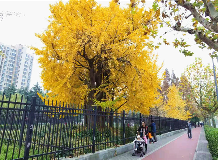 银杏树作文400字(银杏树作文400字)