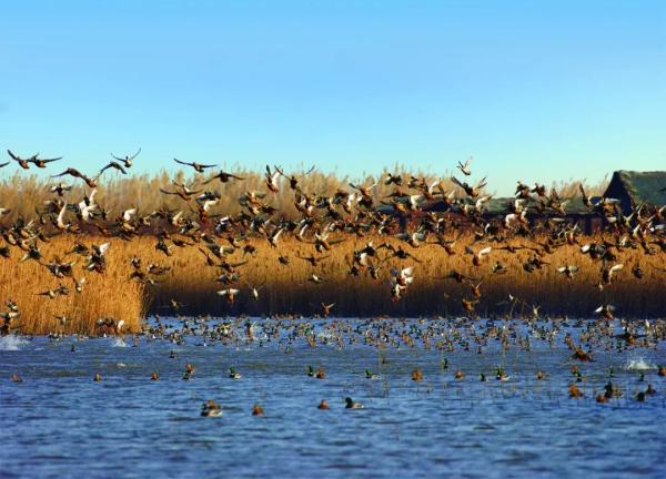 崇明东滩湿地公园 崇明岛东滩和西沙湿地公园-徐拾记官网