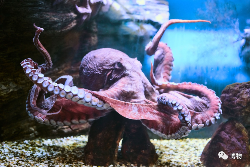 章鱼的嘴巴长在哪里,如何进食 _极限路亚