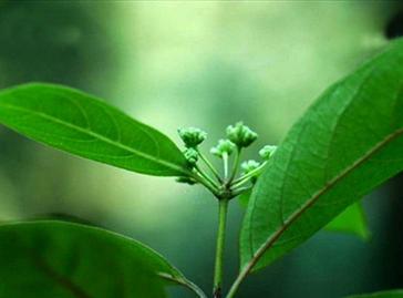 斷腸草的功效與作用 斷腸草中毒多久死亡-思宇生活