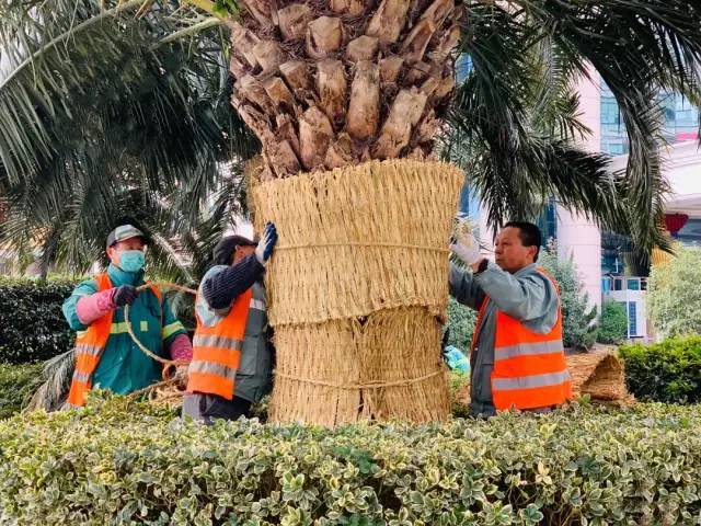 穿冬衣、裹暖被,南方植物好过冬