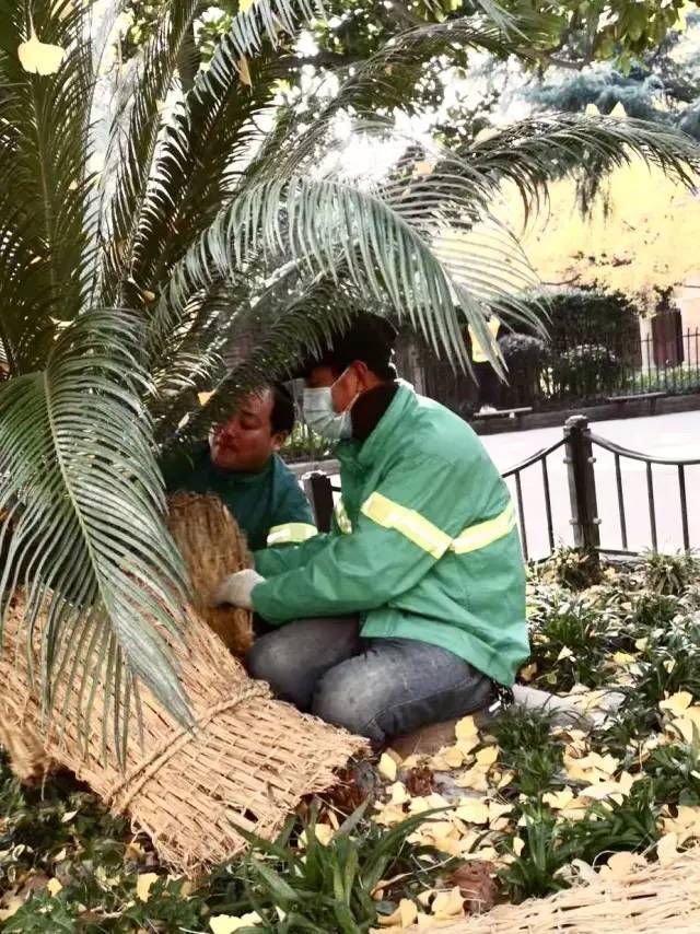 穿冬衣、裹暖被,南方植物好过冬