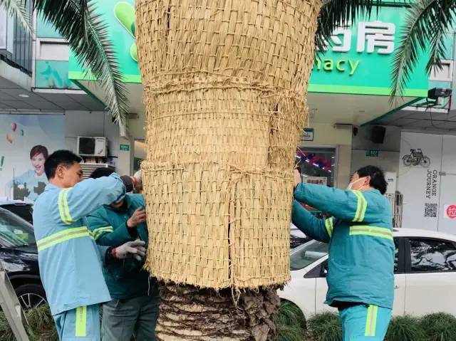 穿冬衣、裹暖被,南方植物好过冬