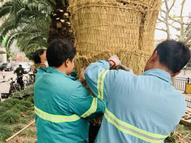 穿冬衣、裹暖被,南方植物好过冬