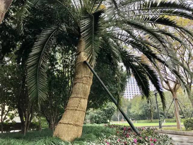 穿冬衣、裹暖被,南方植物好过冬
