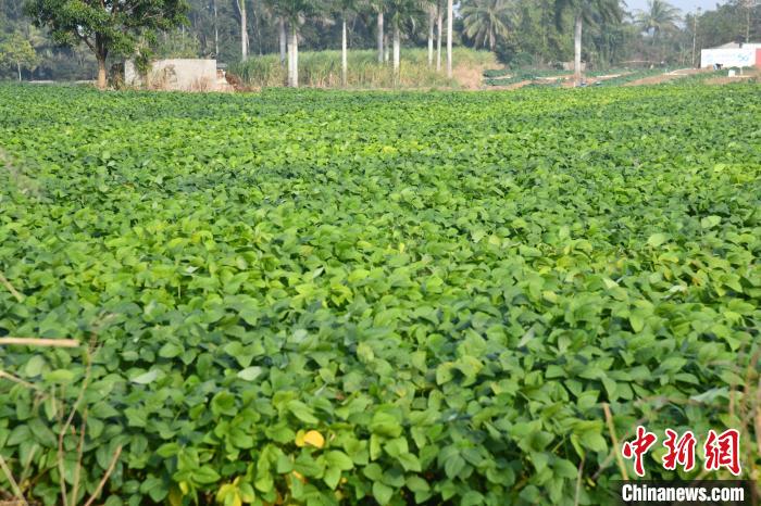 小毛豆成为海南乡村增收致富大产业