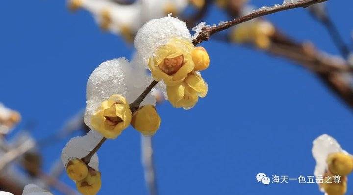 今日大寒，节气收官︱寒气逆极，“冬藏”转“春生”，年味已开启