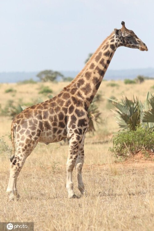 非洲发现“侏儒”长颈鹿 体长不足3米小短腿
