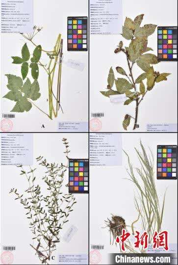 科研人员在西藏发现4个中国新记录种