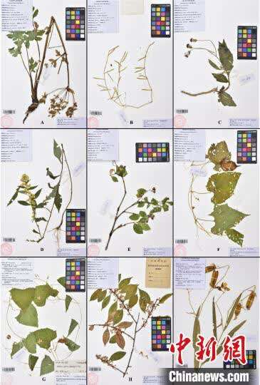 科研人员在西藏发现4个中国新记录种