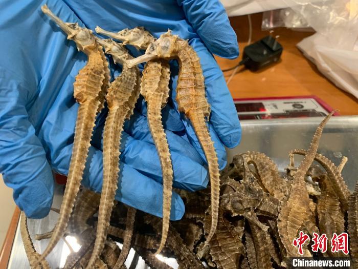 旅客违规携带海马干入境被查 海关提醒：情节严重或被追刑责