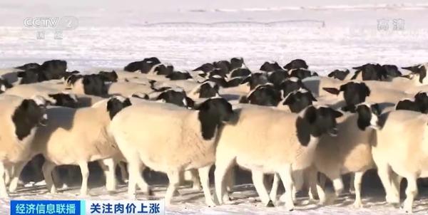 阳信猪肉价格今日价（天津猪肉价格今日价）