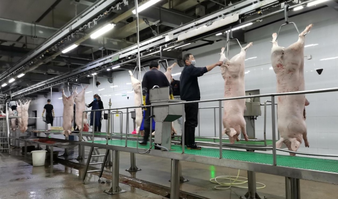 坪山今日猪肉价格多少钱一斤「猪肉价格今日价走势全国」