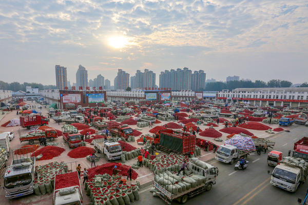 新春走基层丨今年辣椒价格为什么这么贵？记者走访全国最大的柘城辣椒交易市场