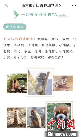 南京的这座动物园：让全城人连夜赶着认养“宝宝”