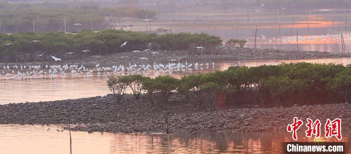 碧海红树白鹭飞 南方电网护鹭队9年守护广西北部湾生态环境