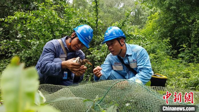 碧海红树白鹭飞 南方电网护鹭队9年守护广西北部湾生态环境