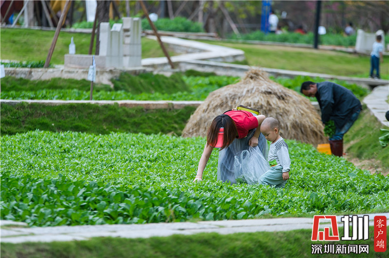 深圳甘坑客家小镇(甘坑之美犹如画卷！春节来探秘藏在龙岗的“桃花源”)