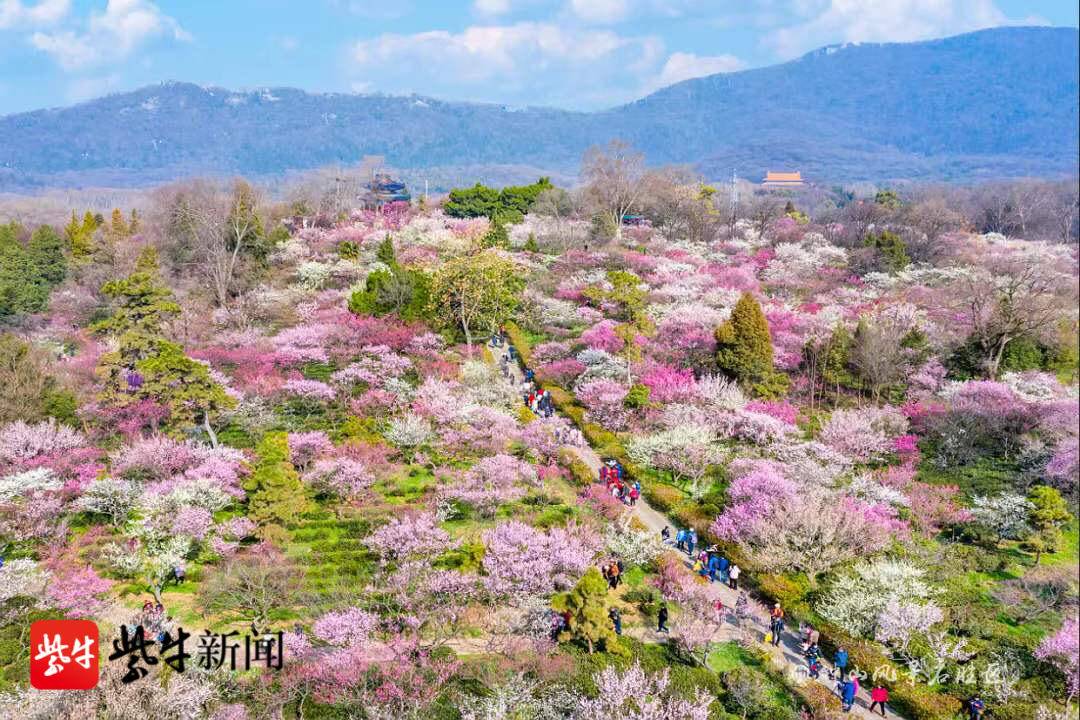 南京梅花节是什么时候（梅花节开幕梅花山花海如潮）