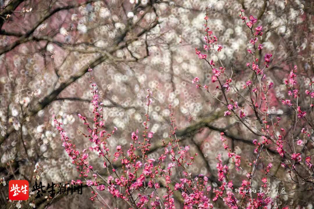 南京梅花节是什么时候（梅花节开幕梅花山花海如潮）