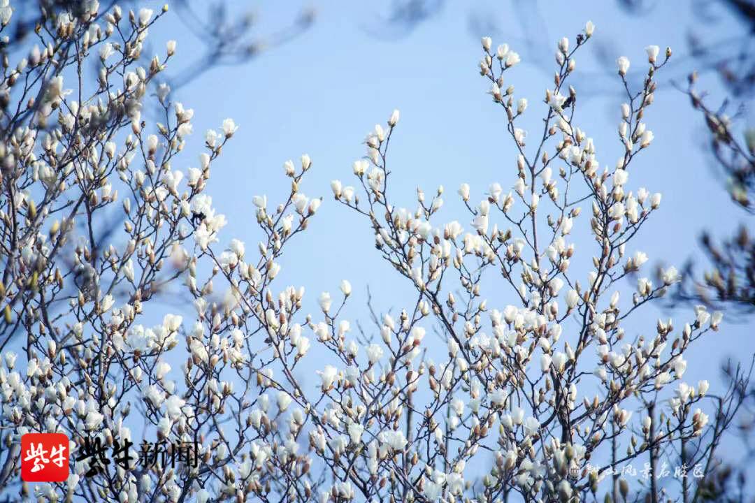 南京梅花节是什么时候（梅花节开幕梅花山花海如潮）