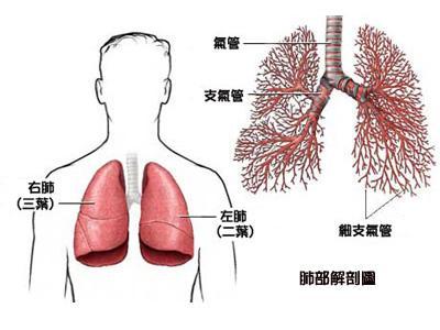 肺癌前期五个身体信号图片
