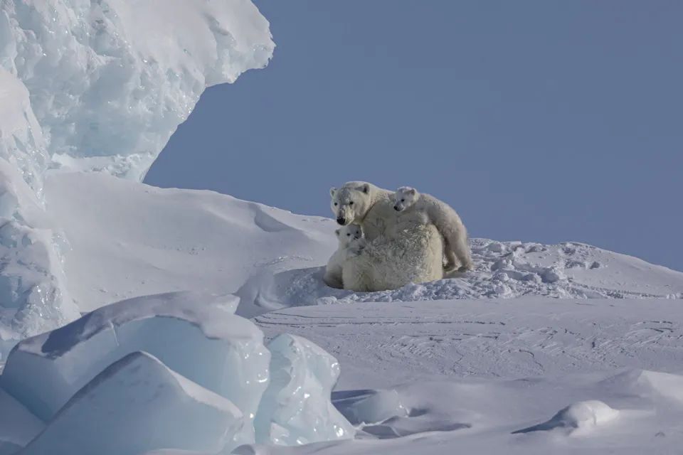 冰雪萌主有多濒危？研究远比想象的缺乏 | 国际北极熊日