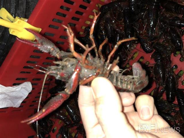 武汉市今日小龙虾市场价「全国小龙虾今日价格表」