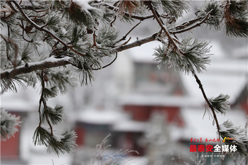 青山不老雪白头，寒酥点点覆青枝